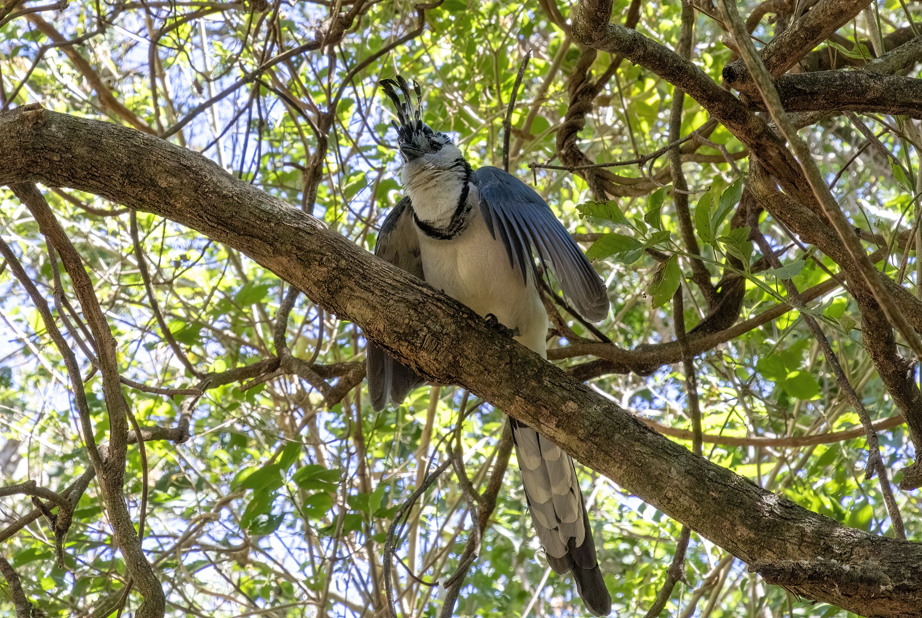 White Throated Magpie Jay, Rincon National Park, Costa Rica